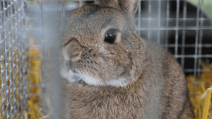 Kanin_Hjorrin_dyrskue