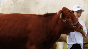 Kvæg_Hjorring_dyrskue